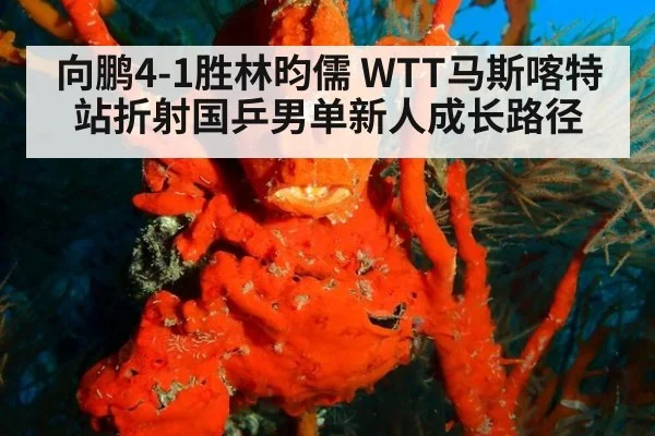 向鹏4-1胜林昀儒 WTT马斯喀特站折射国乒男单新人成长路径